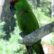 Thick-billed Parrot